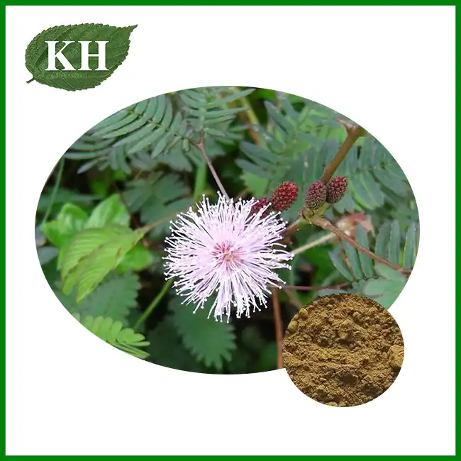 Accacia Powder
